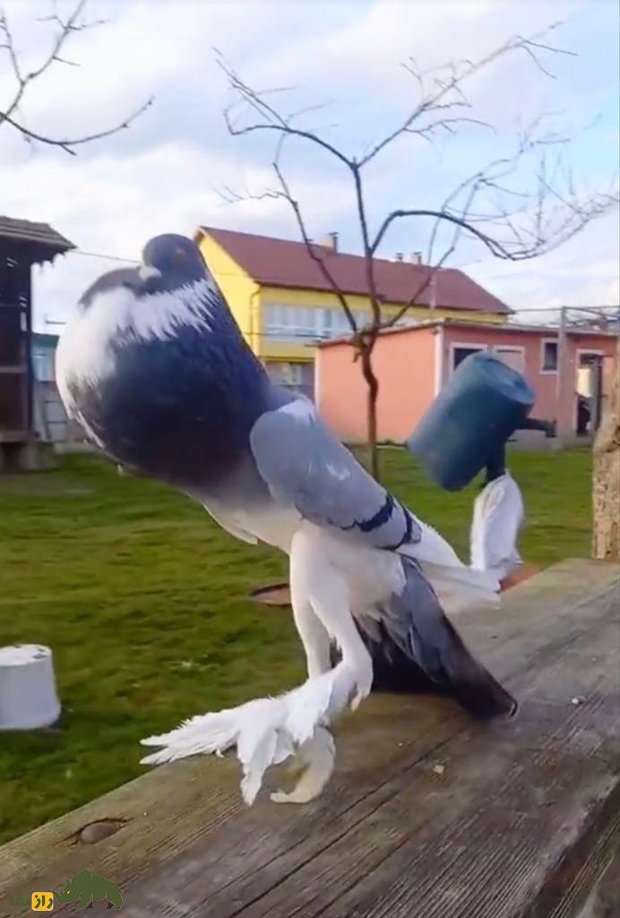 کبوتر پوتر انگلیسی؛ عجیبترین و درازترین کبوتر دنیا که ۲۰ میلیون بازدید خورد کبوتر پوتر انگلیسی؛ عجیبترین و درازترین کبوتر دنیا که ۲۰ میلیون بازدید خورد