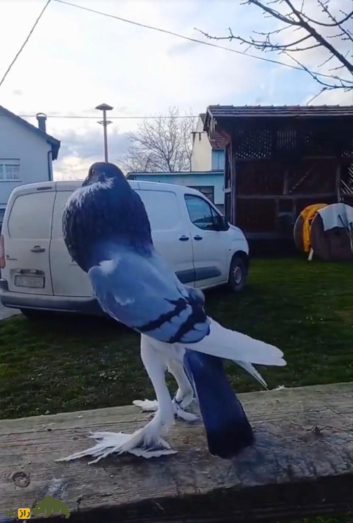 کبوتر پوتر انگلیسی؛ عجیبترین و درازترین کبوتر دنیا که ۲۰ میلیون بازدید خورد کبوتر پوتر انگلیسی؛ عجیبترین و درازترین کبوتر دنیا که ۲۰ میلیون بازدید خورد