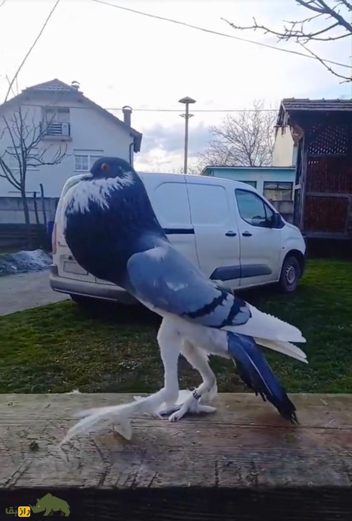 کبوتر پوتر انگلیسی؛ عجیبترین و درازترین کبوتر دنیا که ۲۰ میلیون بازدید خورد کبوتر پوتر انگلیسی؛ عجیبترین و درازترین کبوتر دنیا که ۲۰ میلیون بازدید خورد