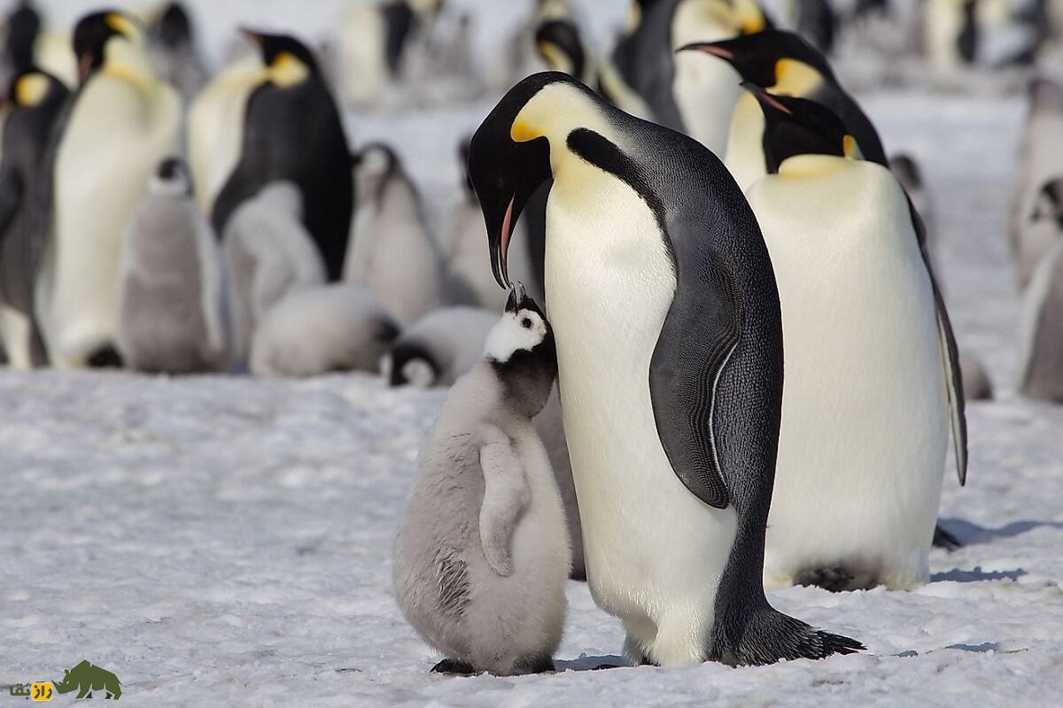 ماجرای پنگوئنی که قدش از «لبران جیمز» بیشتر است و بیش از ۴۰ دقیقه زیر آب میماند ماجرای پنگوئنی که قدش از «لبران جیمز» بیشتر است و بیش از ۴۰ دقیقه زیر آب میماند