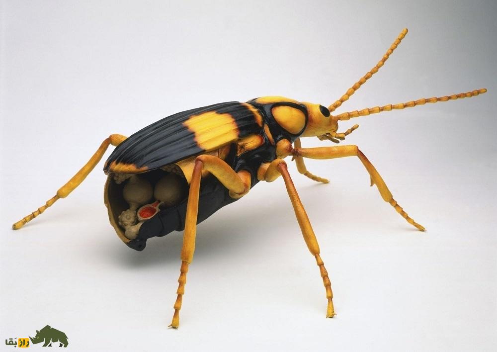 (ویدئو) سوسک بمب افکن؛ خطرناکترین سوسک جهان که بعد از خورده شدن دوباره زنده میشود! (ویدئو) سوسک بمب افکن؛ خطرناکترین سوسک جهان که بعد از خورده شدن دوباره زنده میشود!