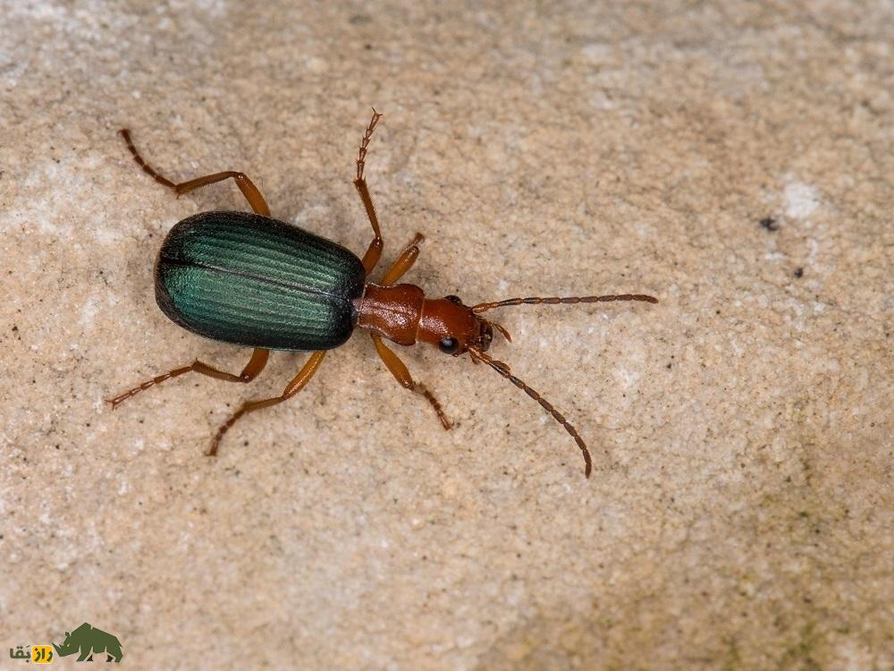 (ویدئو) سوسک بمب افکن؛ خطرناکترین سوسک جهان که بعد از خورده شدن دوباره زنده میشود! (ویدئو) سوسک بمب افکن؛ خطرناکترین سوسک جهان که بعد از خورده شدن دوباره زنده میشود!
