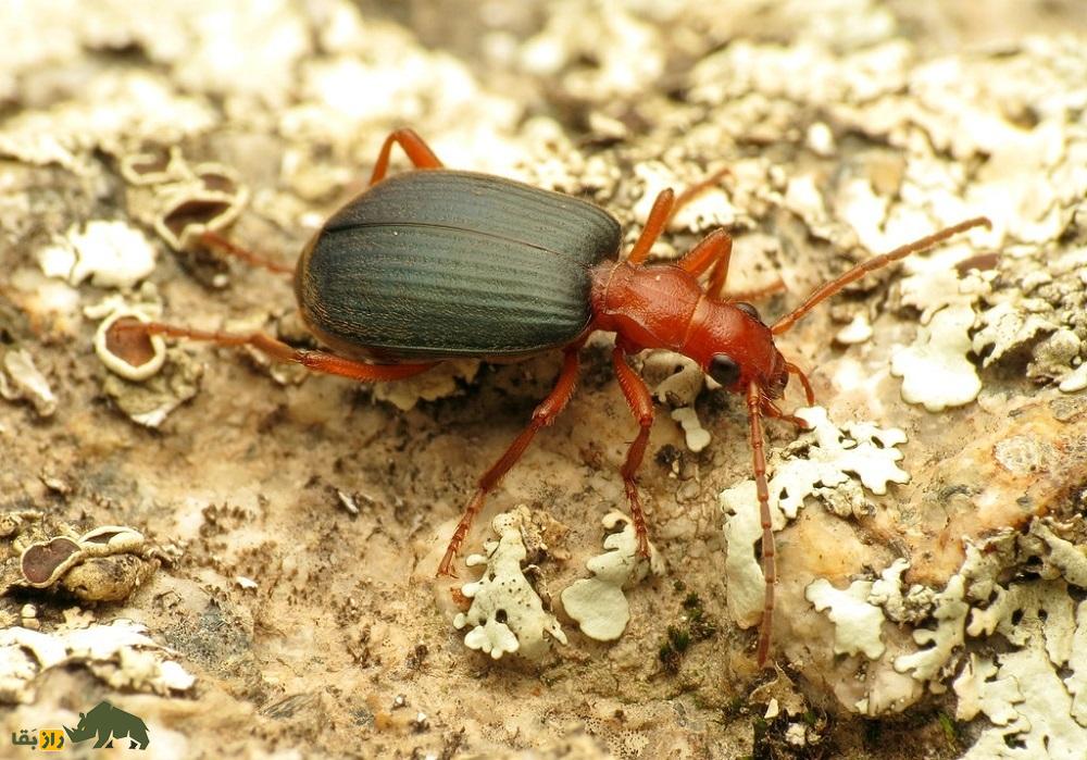 (ویدئو) سوسک بمب افکن؛ خطرناکترین سوسک جهان که بعد از خورده شدن دوباره زنده میشود! (ویدئو) سوسک بمب افکن؛ خطرناکترین سوسک جهان که بعد از خورده شدن دوباره زنده میشود!