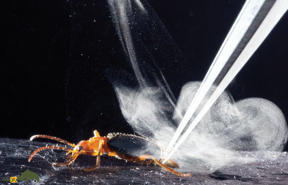 (ویدئو) سوسک بمب افکن؛ خطرناکترین سوسک جهان که بعد از خورده شدن دوباره زنده میشود! (ویدئو) سوسک بمب افکن؛ خطرناکترین سوسک جهان که بعد از خورده شدن دوباره زنده میشود!