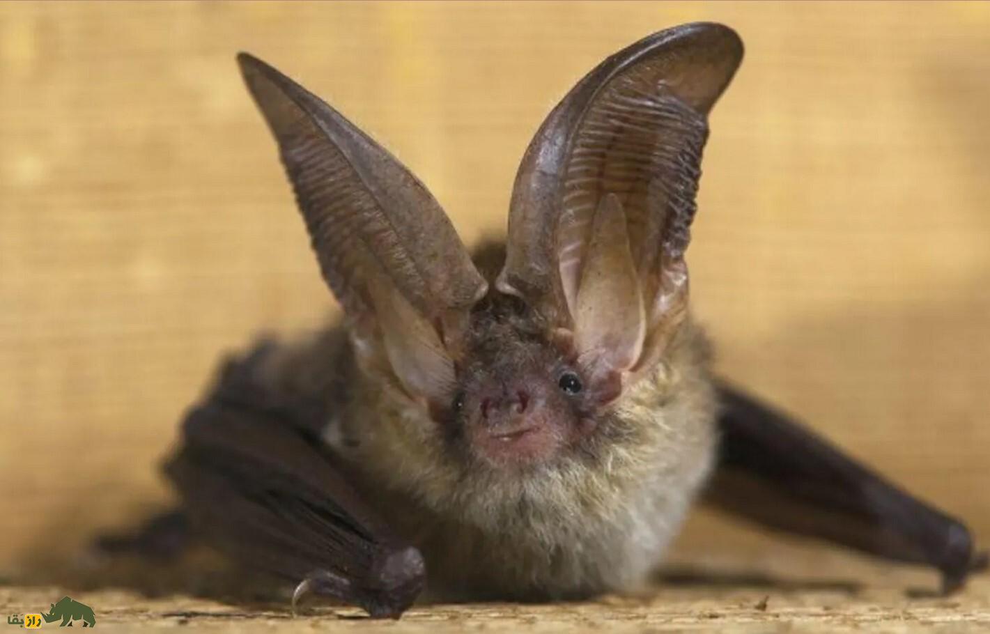 تکامل الکی؛ چرا نرمه گوش داریم؟ تکامل الکی؛ چرا نرمه گوش داریم؟