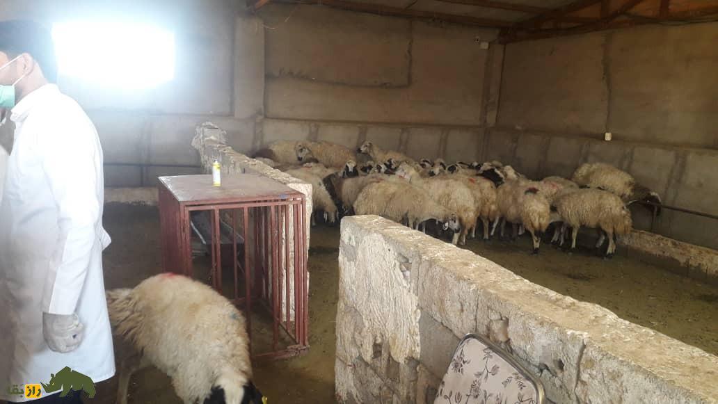 گوسفند ماکویی؛ گوسفند ۱۴۰ کیلویی ایرانی که بهترین و بیشترین پشم را در ایران تولید میکند گوسفند ماکویی؛ گوسفند ۱۴۰ کیلویی ایرانی که بهترین و بیشترین پشم را در ایران تولید میکند