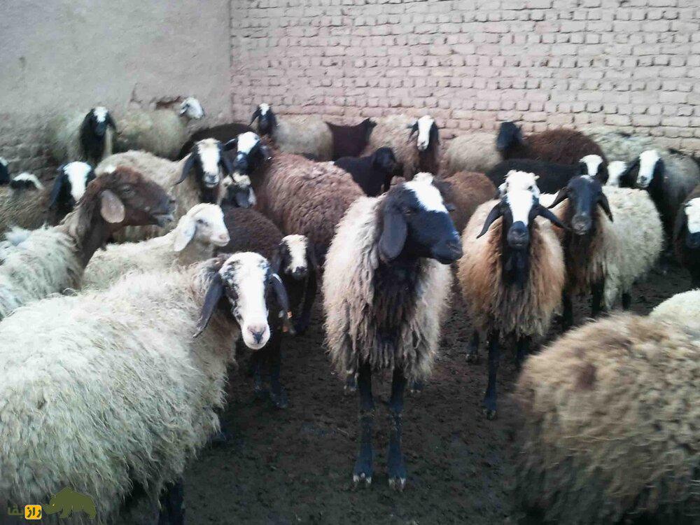 گوسفند ماکویی؛ گوسفند ۱۴۰ کیلویی ایرانی که بهترین و بیشترین پشم را در ایران تولید میکند گوسفند ماکویی؛ گوسفند ۱۴۰ کیلویی ایرانی که بهترین و بیشترین پشم را در ایران تولید میکند
