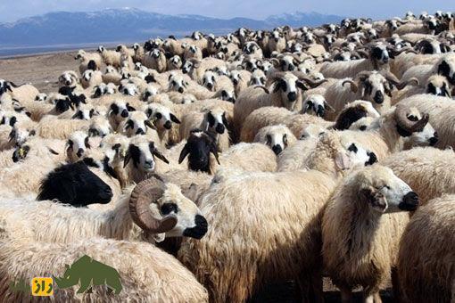 گوسفند ماکویی؛ گوسفند ۱۴۰ کیلویی ایرانی که بهترین و بیشترین پشم را در ایران تولید میکند گوسفند ماکویی؛ گوسفند ۱۴۰ کیلویی ایرانی که بهترین و بیشترین پشم را در ایران تولید میکند