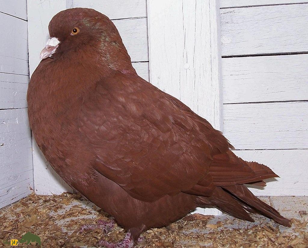 کبوتر کارنو؛ کبوتر فرانسوی عظیم الجثه که دومین کبوتر بزرگ دنیاست کبوتر کارنو؛ کبوتر فرانسوی عظیم الجثه که دومین کبوتر بزرگ دنیاست