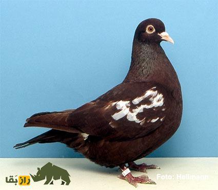 کبوتر کارنو؛ کبوتر فرانسوی عظیم الجثه که دومین کبوتر بزرگ دنیاست کبوتر کارنو؛ کبوتر فرانسوی عظیم الجثه که دومین کبوتر بزرگ دنیاست