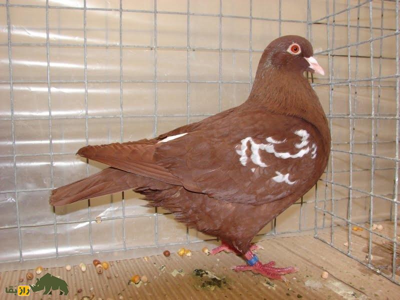 کبوتر کارنو؛ کبوتر فرانسوی عظیم الجثه که دومین کبوتر بزرگ دنیاست کبوتر کارنو؛ کبوتر فرانسوی عظیم الجثه که دومین کبوتر بزرگ دنیاست