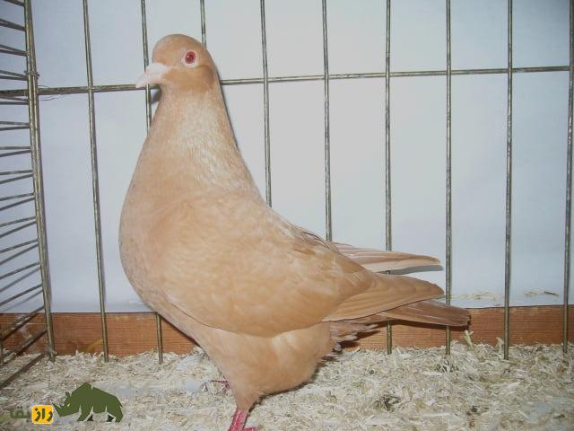 کبوتر کارنو؛ کبوتر فرانسوی عظیم الجثه که دومین کبوتر بزرگ دنیاست کبوتر کارنو؛ کبوتر فرانسوی عظیم الجثه که دومین کبوتر بزرگ دنیاست