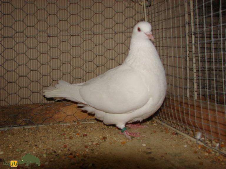 کبوتر کارنو؛ کبوتر فرانسوی عظیم الجثه که دومین کبوتر بزرگ دنیاست کبوتر کارنو؛ کبوتر فرانسوی عظیم الجثه که دومین کبوتر بزرگ دنیاست