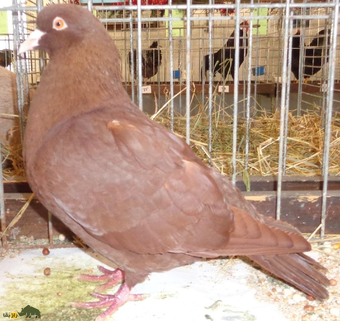 کبوتر کارنو؛ کبوتر فرانسوی عظیم الجثه که دومین کبوتر بزرگ دنیاست کبوتر کارنو؛ کبوتر فرانسوی عظیم الجثه که دومین کبوتر بزرگ دنیاست