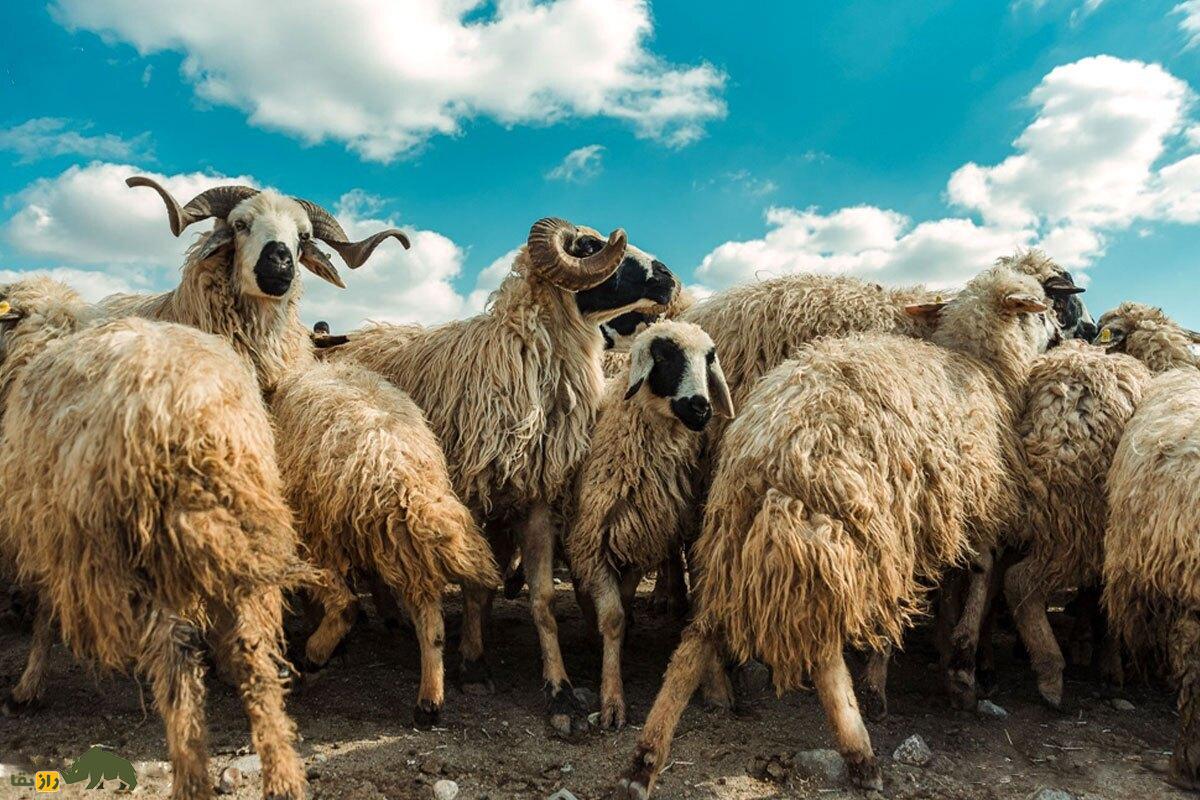 گوسفند ماکویی؛ گوسفند ۱۴۰ کیلویی ایرانی که بهترین و بیشترین پشم را در ایران تولید می‌کند