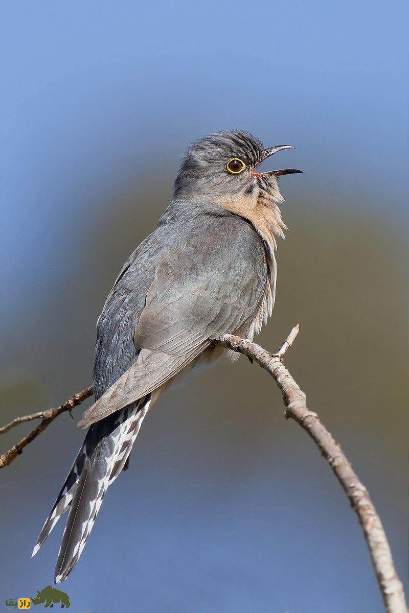 رفتار عجیب فاخته؛ تنبلترین پرنده جهان که بچههایش را پرنده دیگری بزرگ میکند رفتار عجیب فاخته؛ تنبلترین پرنده جهان که بچههایش را پرنده دیگری بزرگ میکند