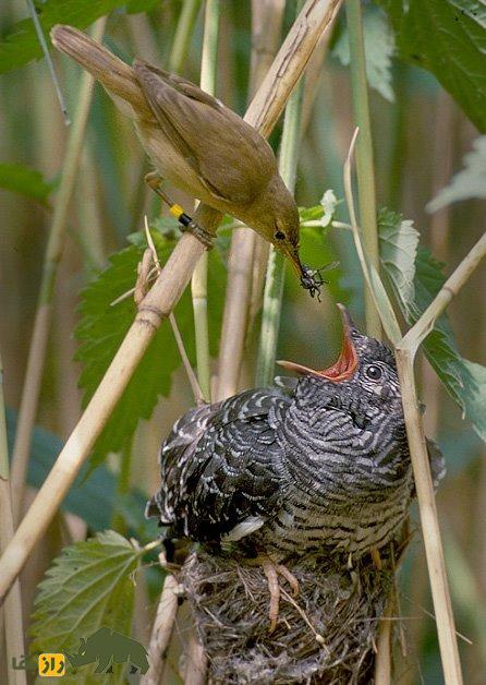 رفتار عجیب فاخته؛ تنبلترین پرنده جهان که بچههایش را پرنده دیگری بزرگ میکند رفتار عجیب فاخته؛ تنبلترین پرنده جهان که بچههایش را پرنده دیگری بزرگ میکند