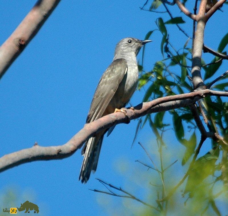 رفتار عجیب فاخته؛ تنبل‌ترین پرنده جهان که بچه‌هایش را پرنده دیگری بزرگ می‌کند