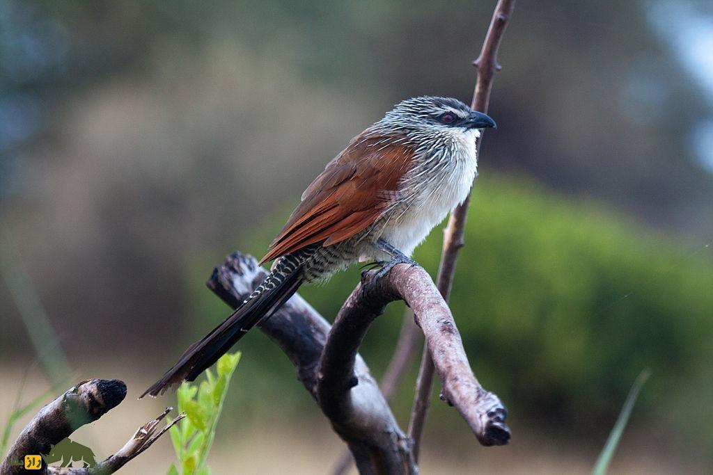 رفتار عجیب فاخته؛ تنبلترین پرنده جهان که بچههایش را پرنده دیگری بزرگ میکند رفتار عجیب فاخته؛ تنبلترین پرنده جهان که بچههایش را پرنده دیگری بزرگ میکند
