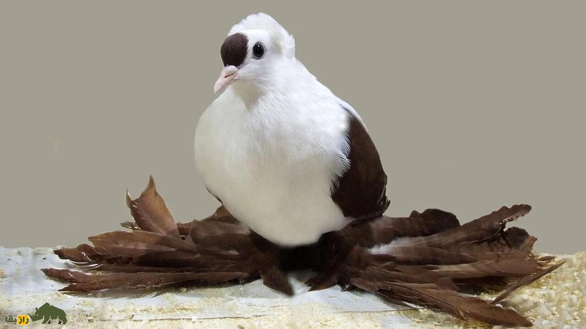 کبوتر ساکسون