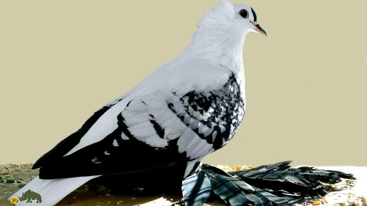 کبوتر ساکسون؛ کبوتر آلمانی با پا‌های عجیب و باورنکردنی که انسان را یاد هنر رنسانس می‌اندازد