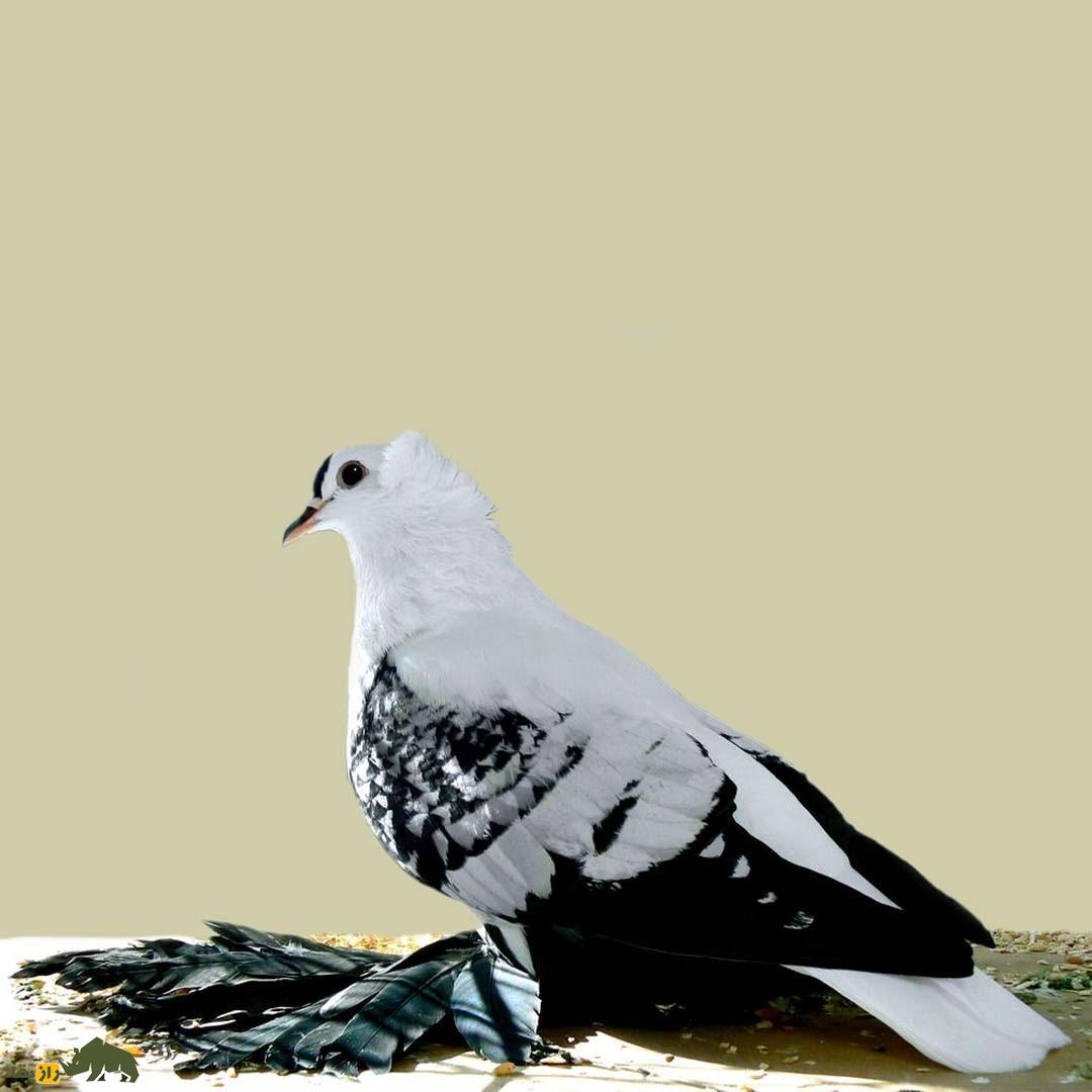 کبوتر ساکسون؛ کبوتر آلمانی با پا‌های عجیب و باورنکردنی که انسان را یاد هنر رنسانس می‌اندازد