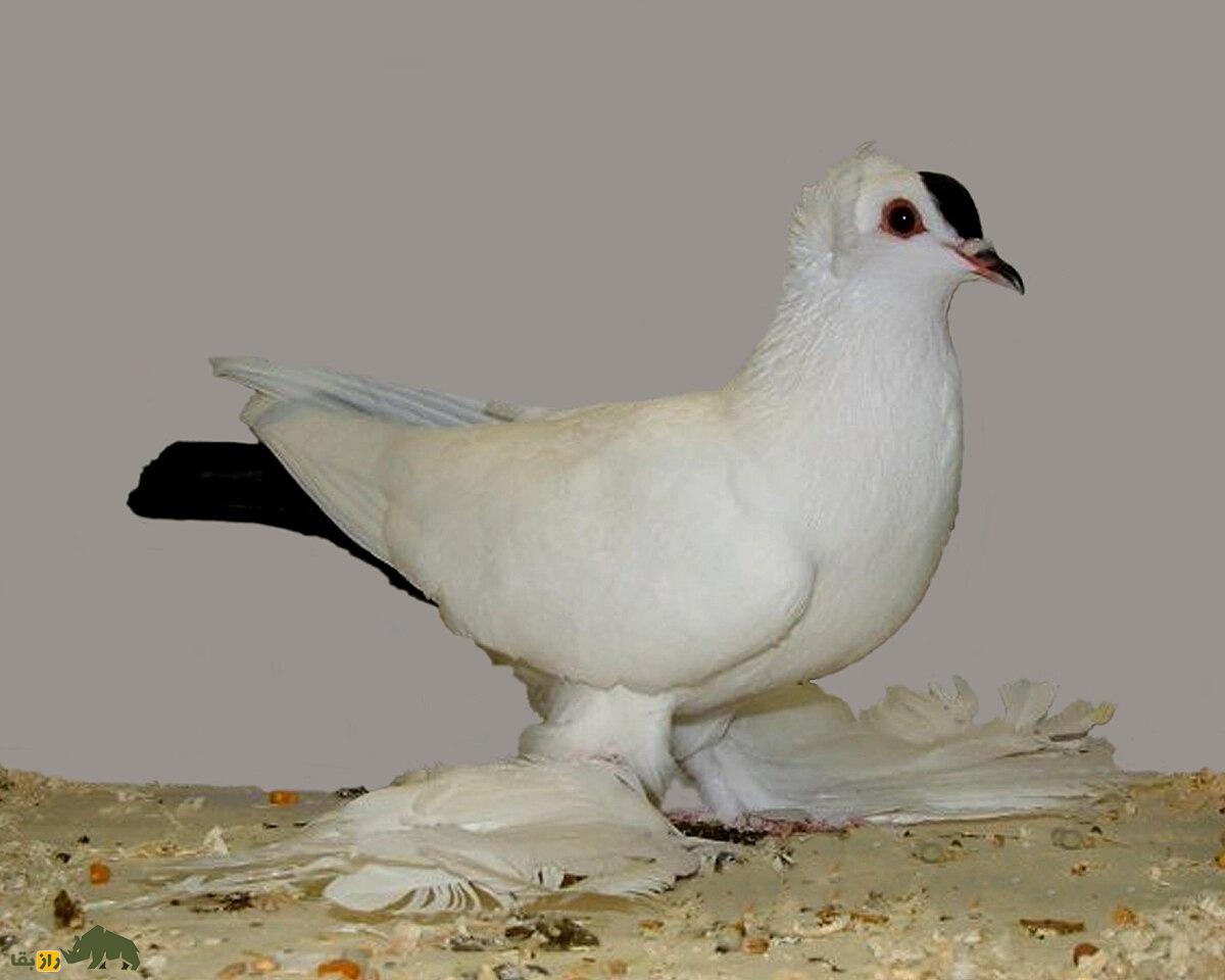 کبوتر ساکسون؛ کبوتر آلمانی با پا‌های عجیب و باورنکردنی که انسان را یاد هنر رنسانس می‌اندازد