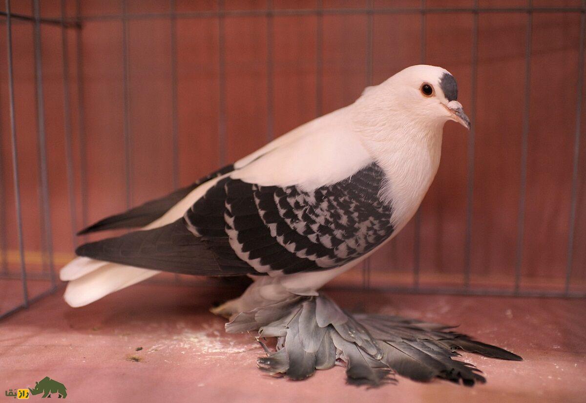کبوتر ساکسون؛ کبوتر آلمانی با پا‌های عجیب و باورنکردنی که انسان را یاد هنر رنسانس می‌اندازد