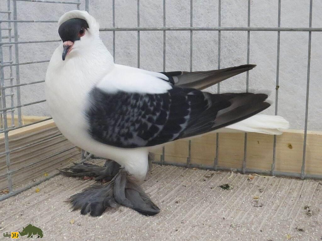 کبوتر ساکسون؛ کبوتر آلمانی با پا‌های عجیب و باورنکردنی که انسان را یاد هنر رنسانس می‌اندازد