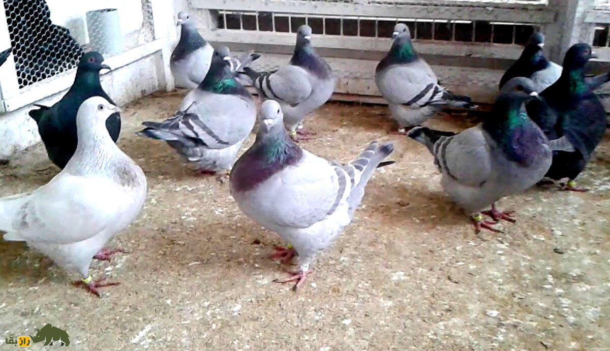 کبوتر تگزاسی