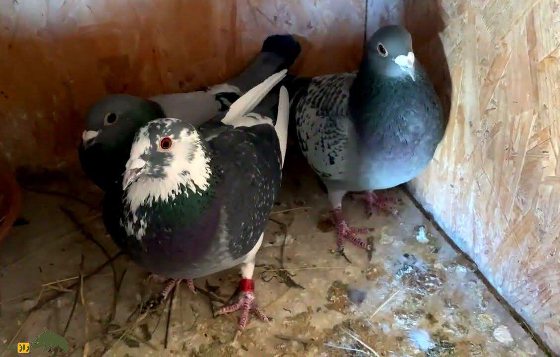 کبوتر تگزاسی