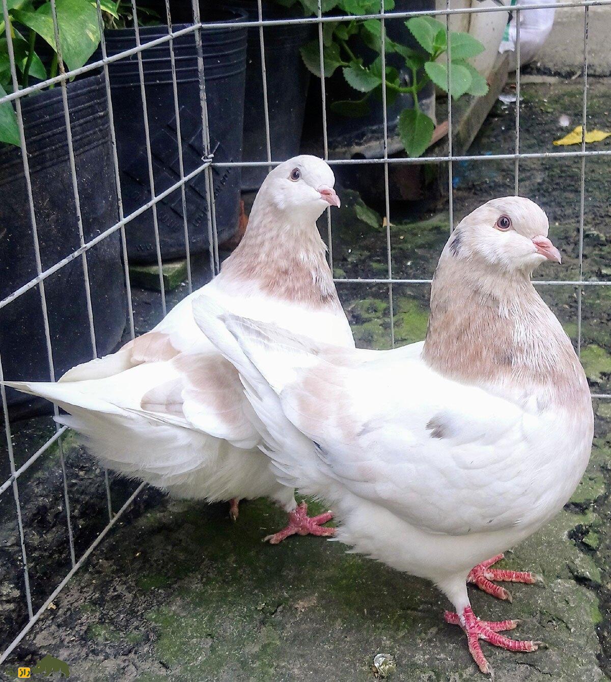 کبوتر تگزاسی