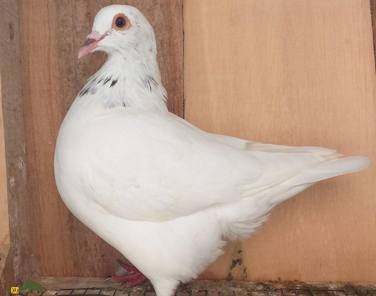 کبوتر تگزاسی