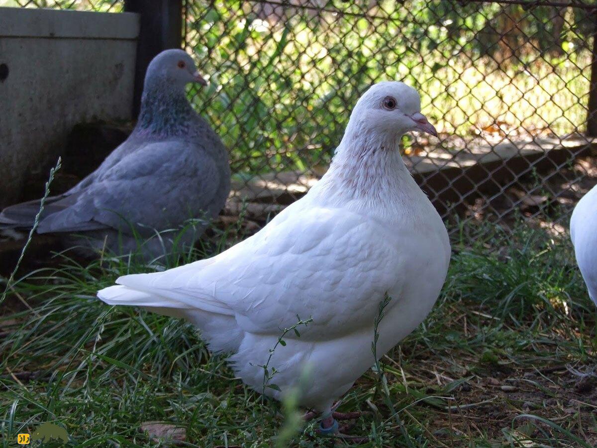 کبوتر تگزاسی سفید رنگ در یک زمین سرسبز