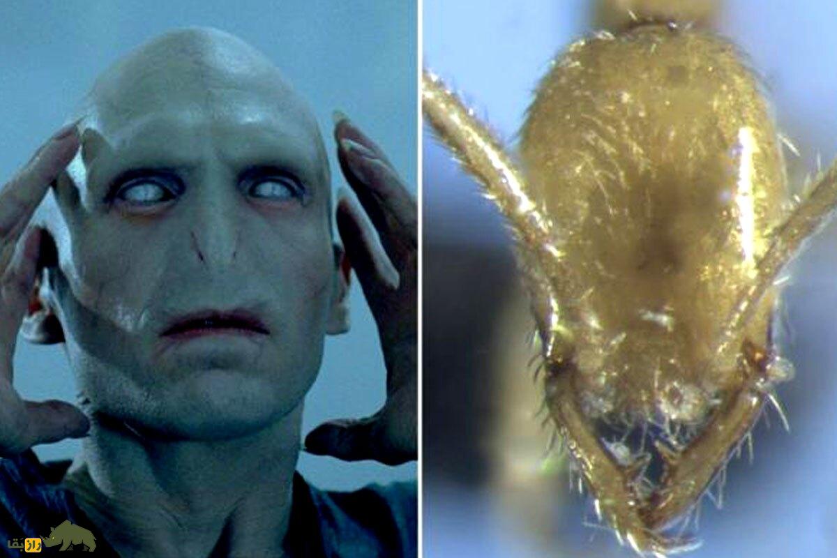 مورچه «لرد وُلدمورت»؛ کشف مورچه‌ای جدید که شبیه جادوگر سیاه «هری پاتر» است!