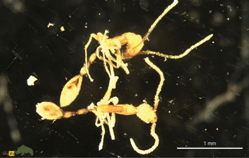 مورچه «لرد وُلدمورت»؛ کشف مورچه‌ای جدید که شبیه جادوگر سیاه «هری پاتر» است!