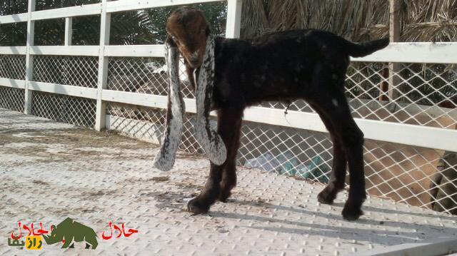 بز حجازی یا الزَرایبی؛ بزی با کله گرد و کوچک و گوش دراز که مردم عربستان عاشقش هستند بز حجازی یا الزَرایبی؛ بزی با کله گرد و کوچک و گوش دراز که مردم عربستان عاشقش هستند