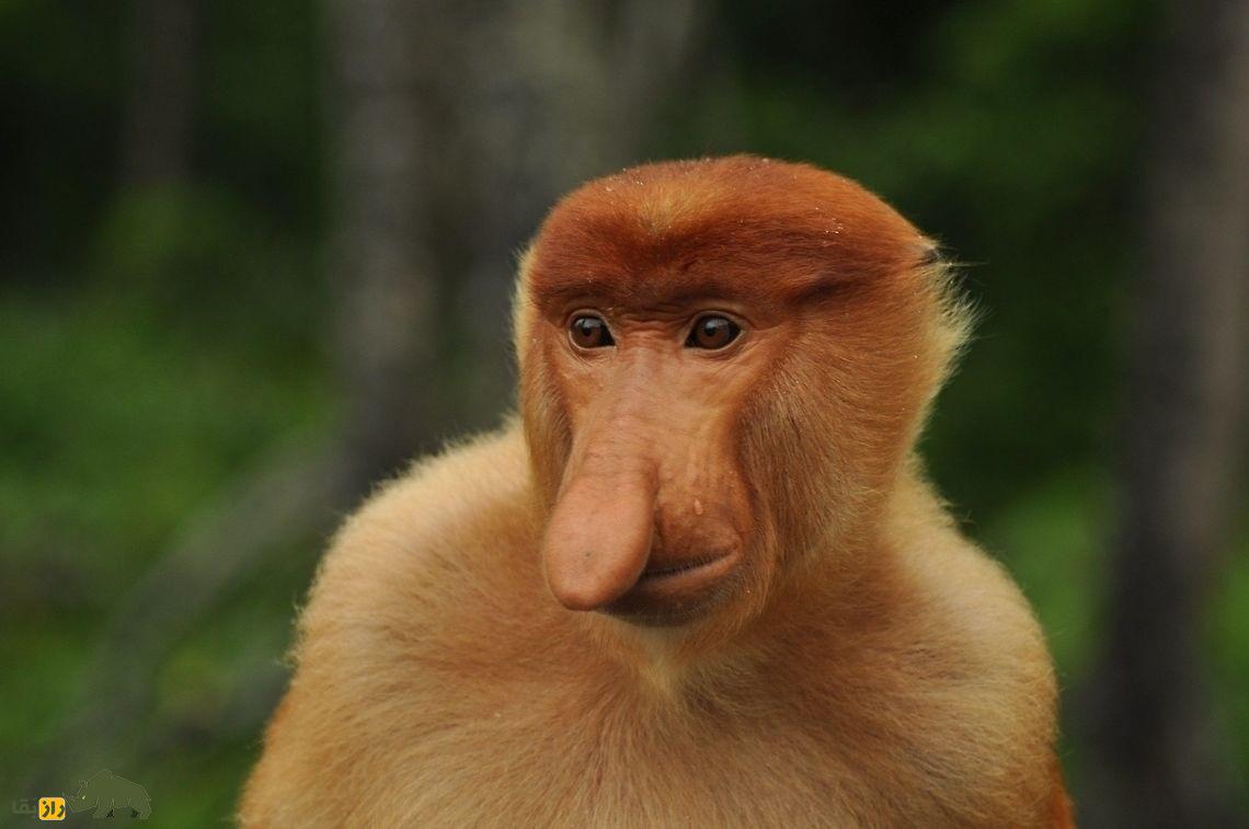 میمون دماغ دراز؛ میمونی با دماغ ۱۰ سانتی که ۹ معده دارد و تمام عمر «نعوذ» است میمون دماغ دراز؛ میمونی با دماغ ۱۰ سانتی که ۹ معده دارد و تمام عمر «نعوذ» است