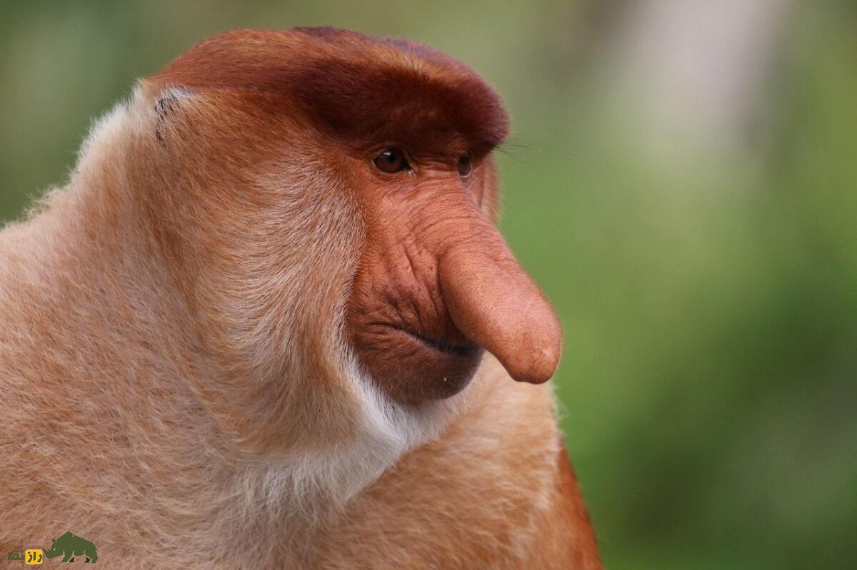 میمون دماغ دراز؛ میمونی با دماغ ۱۰ سانتی که ۹ معده دارد و تمام عمر «نعوذ» است میمون دماغ دراز؛ میمونی با دماغ ۱۰ سانتی که ۹ معده دارد و تمام عمر «نعوذ» است