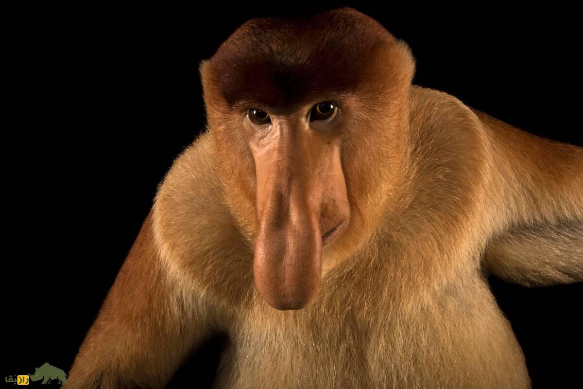 میمون دماغ دراز؛ میمونی با دماغ ۱۰ سانتی که ۹ معده دارد و تمام عمر «نعوذ» است میمون دماغ دراز؛ میمونی با دماغ ۱۰ سانتی که ۹ معده دارد و تمام عمر «نعوذ» است