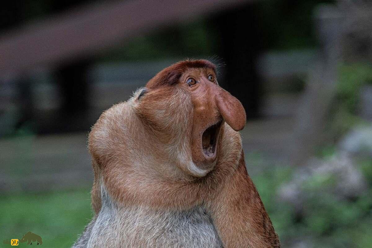 میمون دماغ دراز؛ میمونی با دماغ ۱۰ سانتی که ۹ معده دارد و تمام عمر «نعوذ» است میمون دماغ دراز؛ میمونی با دماغ ۱۰ سانتی که ۹ معده دارد و تمام عمر «نعوذ» است