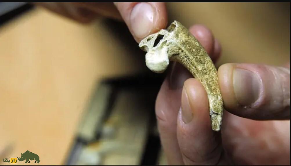 سکس انسان با نئاندرتال در «غار استخوان»؛ چگونه رابطه جنسی انسان اولیه و نئاندرتال جهان را تغییر داد؟