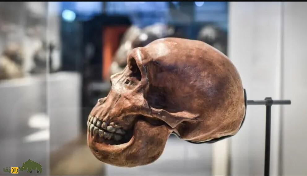 سکس انسان با نئاندرتال در «غار استخوان»؛ چگونه رابطه جنسی انسان اولیه و نئاندرتال جهان را تغییر داد؟