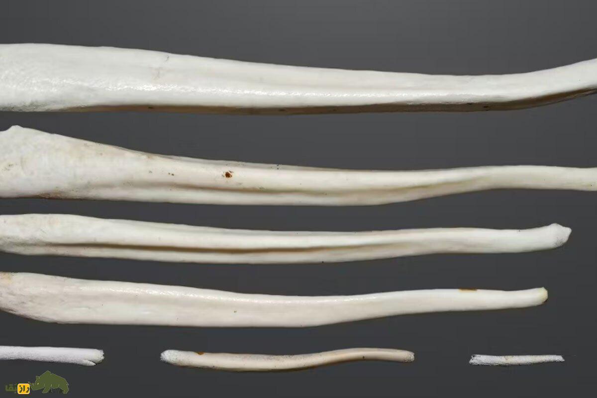 آلت تناسلی انسان اولیه و نئاندرتال چه شکلی بود و آیا زگیل تناسلی و اچ‌پی‌وی HPV نئاندرتال‌ها را منقرض کرد!