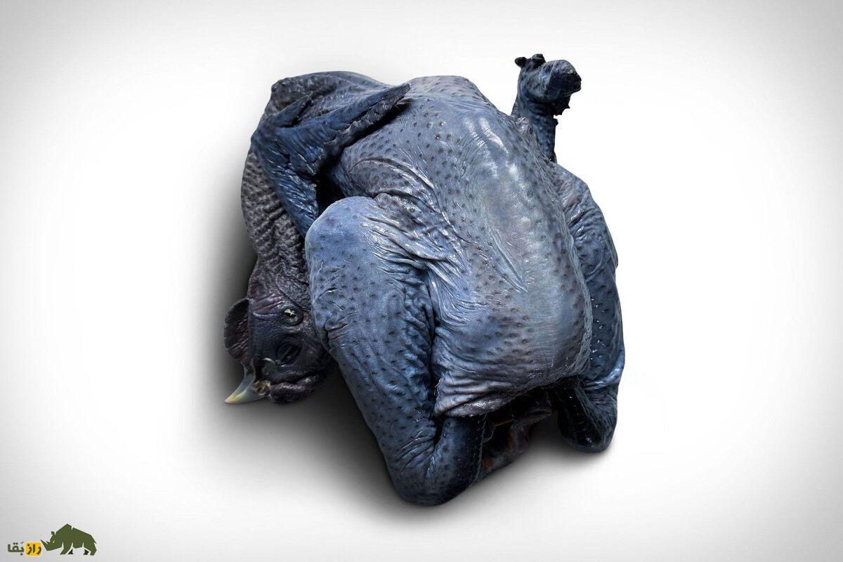 مرغ و خروس کاداکنات؛ پرنده هندی که گوشتش سیاه است و ۱۵۰ میلیون تومان قیمت دارد مرغ و خروس کاداکنات؛ پرنده هندی که گوشتش سیاه است و ۱۵۰ میلیون تومان قیمت دارد