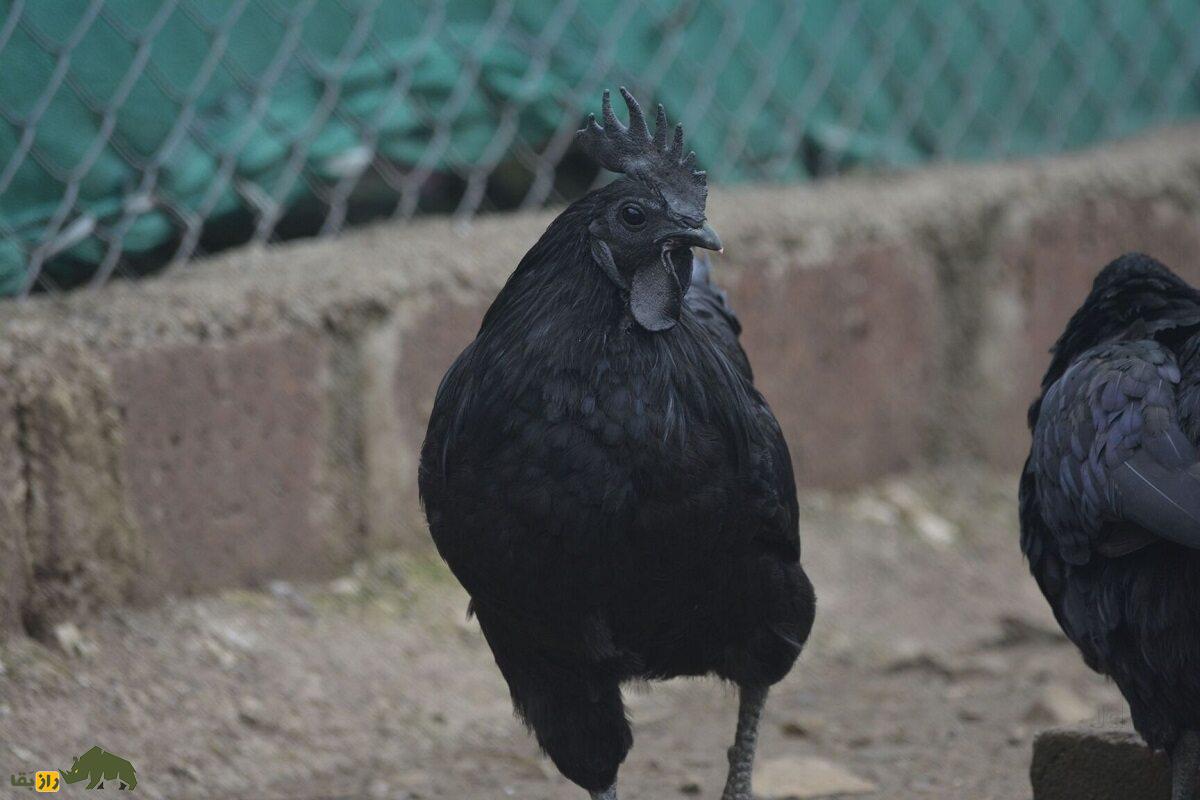 مرغ و خروس کاداکنات؛ پرنده هندی که گوشتش سیاه است و ۱۵۰ میلیون تومان قیمت دارد مرغ و خروس کاداکنات؛ پرنده هندی که گوشتش سیاه است و ۱۵۰ میلیون تومان قیمت دارد