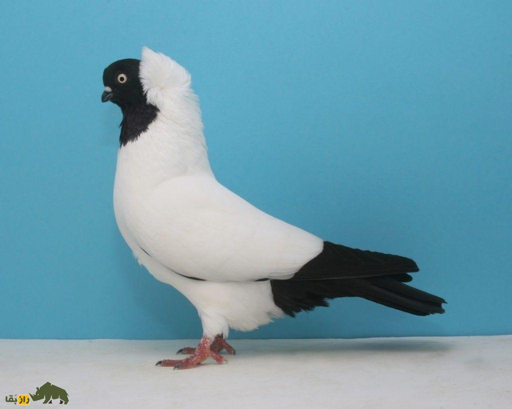 کبوتر کشیش آلمانی؛ کبوتری با کله کشیش که کفتر‌های غریبه را به خانه‌اش دعوت می‌کند
