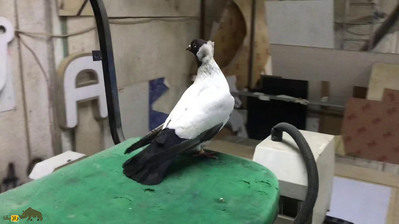 کبوتر کشیش آلمانی؛ کبوتری با کله کشیش که کفتر‌های غریبه را به خانه‌اش دعوت می‌کند