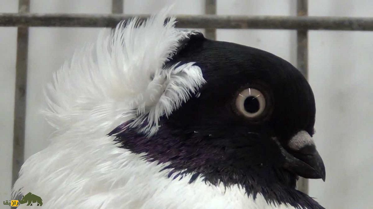 کبوتر کشیش آلمانی؛ کبوتری با کله کشیش که کفتر‌های غریبه را به خانه‌اش دعوت می‌کند