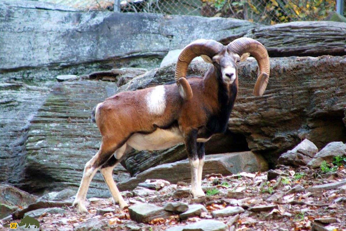 «موفلون»؛ این گوسفند اصفهانی پدربزرگ همه گوسفندان جهان است! «موفلون»؛ این گوسفند اصفهانی پدربزرگ همه گوسفندان جهان است!